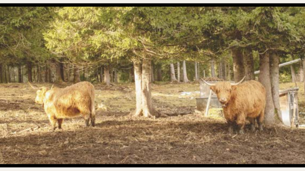 Vaches Jura