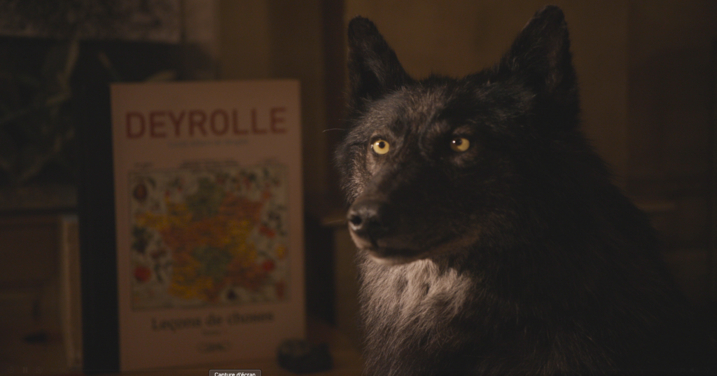 Loup Naturalisé Deyrolle